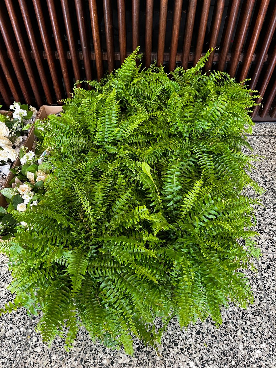 Fern Plants - RENTALS by Southside Blooms